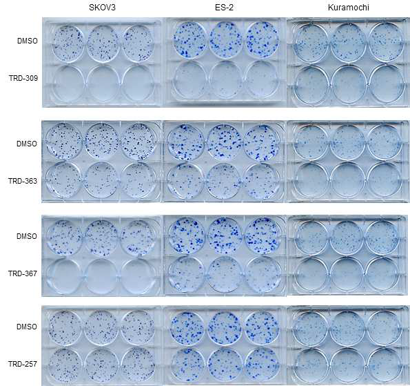 난소암 세포주에서 DRAK kinase 억제제의 foci-forming 억제 효과 분석