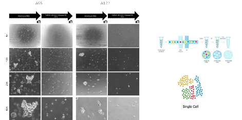 TryPLE과 디스파아제를 이용한 복수 유래 종양 구의 단일 세포 분리
