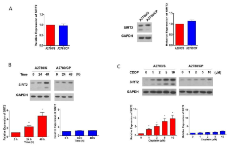 A2780 세포에서 백금제재 항암제에 의한 SIRT2 단백질의 발현 확인