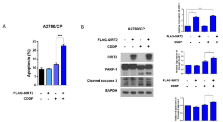 SIRT2를 과발현 함으로써 백금제재 항암제에 의한 세포사멸 확인