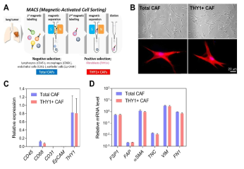 폐암 환자의 tumor 조직에서 CAF cells 분리 전략