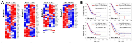 Branch 특이적인 signature gene의 발현 양상에 따른 생존률 분석