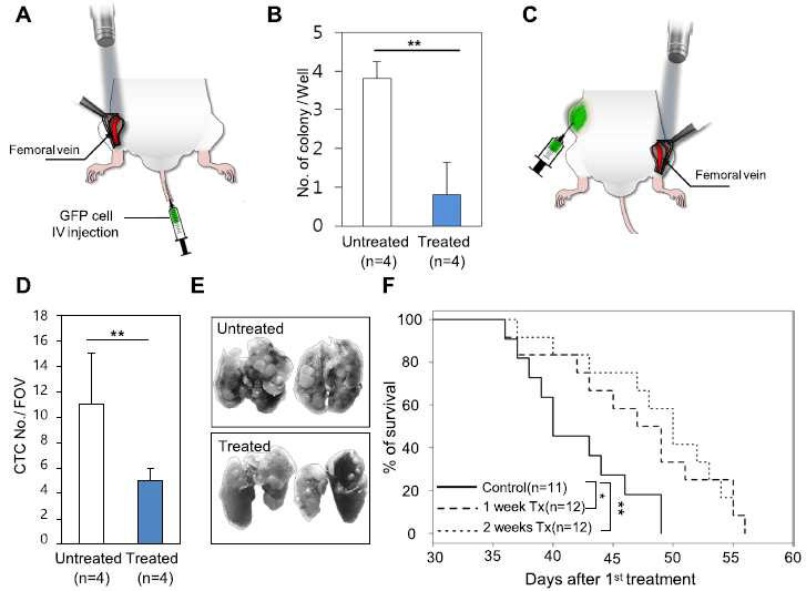 GFP 발현 암세포를 이용한 CTC-targeting PDT 동물 모델. A. GFP 발현 암세포를 꼬리정맥에 주입 후 대퇴정맥에 laser를 조사. B. 혈액내 세포를 분리하여 세포내 암세포에 의한 colony 형성 여부 실험. C. 쥐의 옆구리에 GFP 발현 암세포를 주입한 후 대퇴정맥에 laser를 조사. D. laser 조사 2 주후 혈액에서 분리 한 세포내 암세포에 의한 colony형성 실험. E. lung으로의 암세포 전이 확인. F. Kaplan-Meier 생존곡선