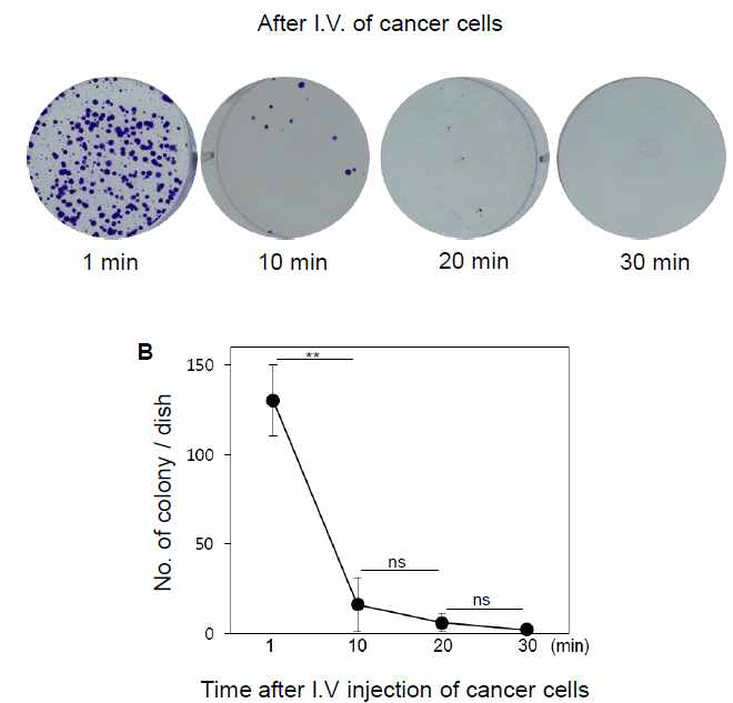 laser를 조사한 그룹과 조사하지 않은 그룹에서의 CTC 세포를 이용한 clonogenic assay