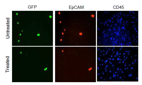 laser를 조사한 그룹과 조사하지 않은 그룹의 GFP와 EpCAM을 이용한 CTC 세포 염색