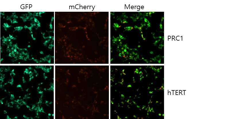 293T 세포주에서의 PCR1 및 hTERT promoter가 삽입된 adeno virus의 infection