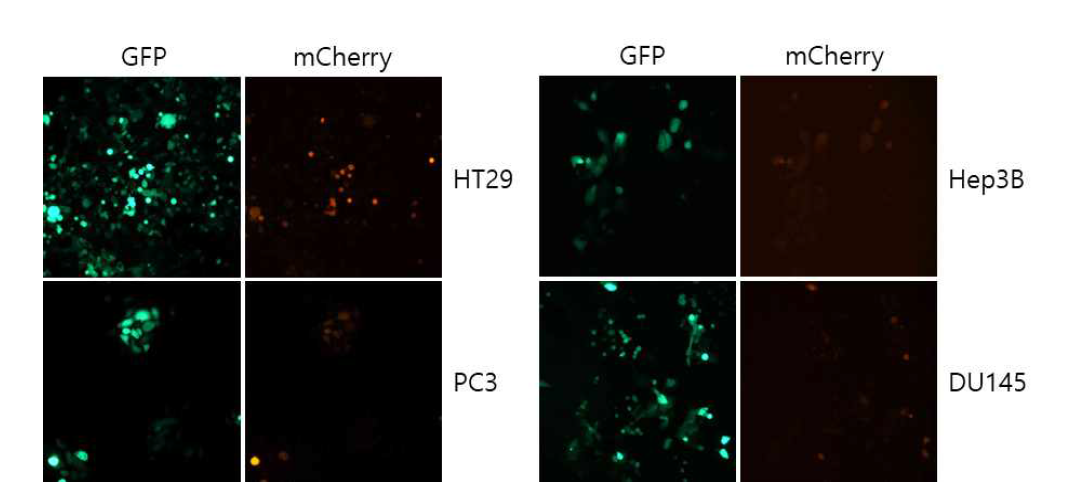 DU1454, PC3(prostate) 세포와 HT29(colon), Hep3B(hapatic cancer) 세포에서의 GFP 및 mCherry 형광의 관찰