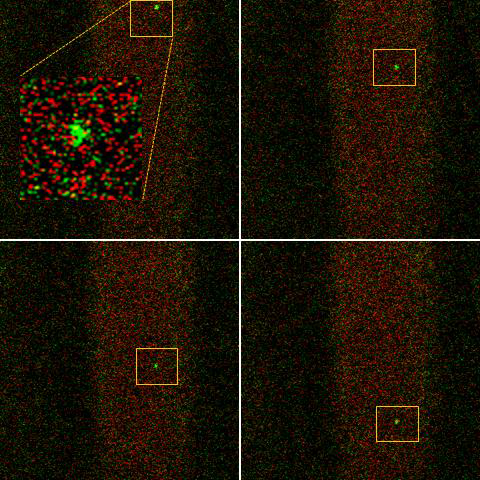 GSV 내에 순환하고 있는 4T1-GFP 세포