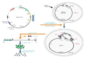 pAdeasy-1 vector와 shuttle vector의 homologous recomination 모식도