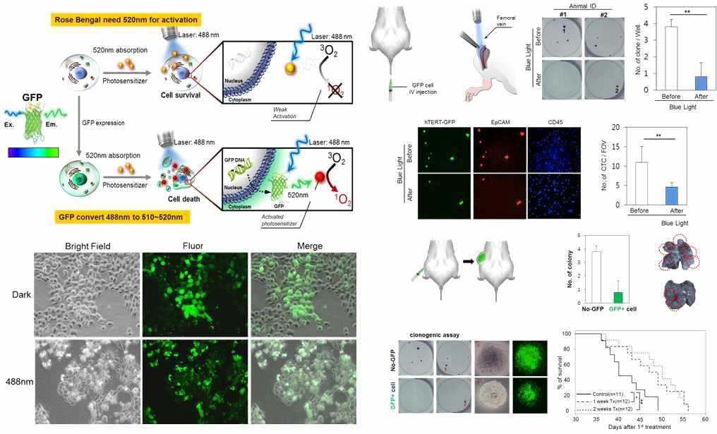 GFP 발현 세포만 선택적으로 제거하는 에너지 전달 기반 광역동 치료 및 실험 결과