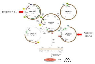 Oncolytic virus 생산을 위한 vector와 cloning 진행 전략 모식도