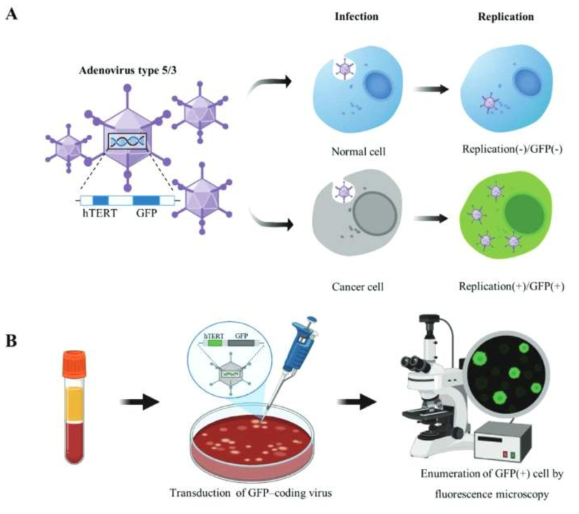 환자 혈액에 Adrenovirus infection후 CTC를 뽑는 과정