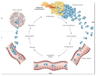 순환종양세포 모식도 (2011, Nature)