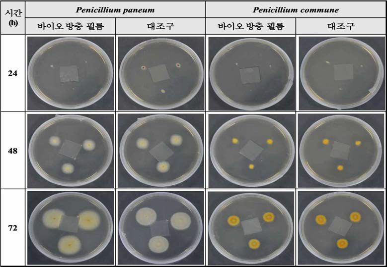 Penicillium spp.에 대한 바이오 방충 필름의 항곰팡이 실험