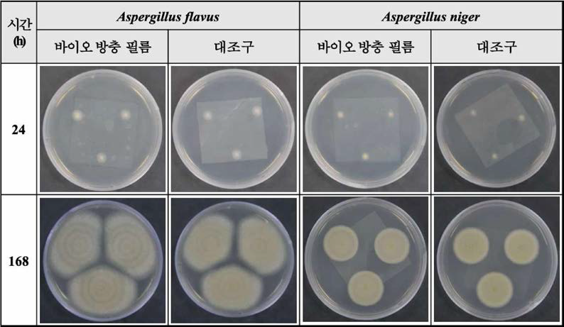 패트리디쉬 뚜껑에 배치한 바이오 방충 필름의 A. flavus와 A. niger에 대한 항곰팡이 효과 비교