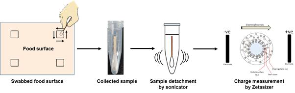 식품 표면의 swabbing과 제타 전위의 측정을 이용한 식품 표면전하(surface charge) 결정 실험의 모식도