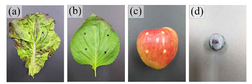미세먼지 노출 후샘플링을 한 시료들. (a)상추, (b)깻잎, (c)사과, (d)포도