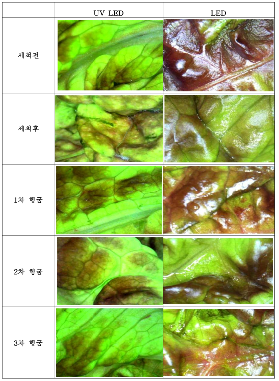 세척제 MIX 1% 세척액을 사용한 상추의 세척과정 별 표면 사진