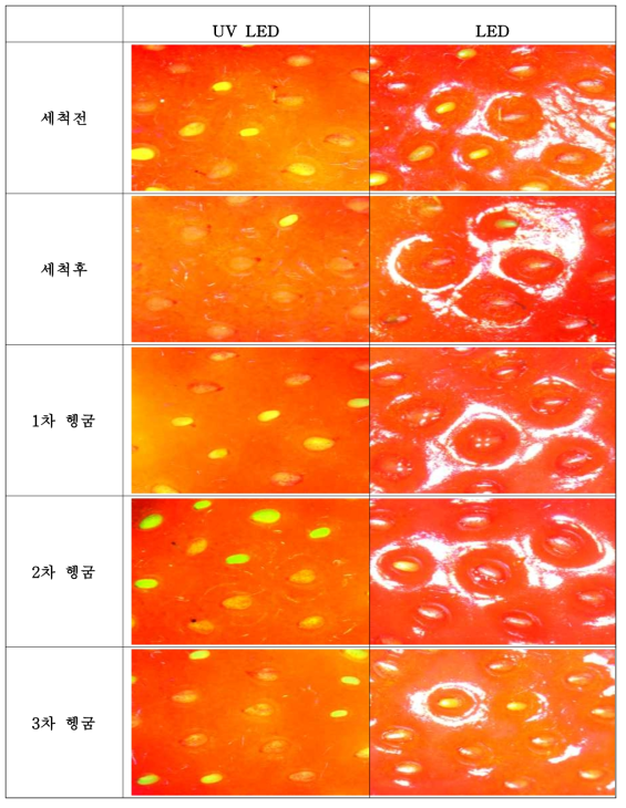 세척제 MIX를 1% 세척액을 사용한 딸기의 세척과정 별 표면 사진