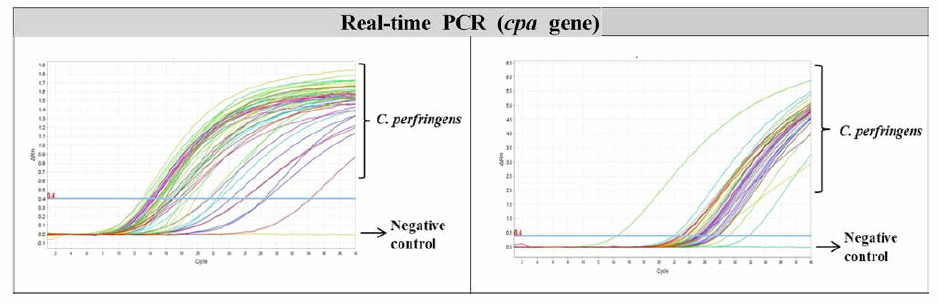 cpa gene Real-time PCR(식중독원인조사) 민감도 검토 결과 (종 200주)
