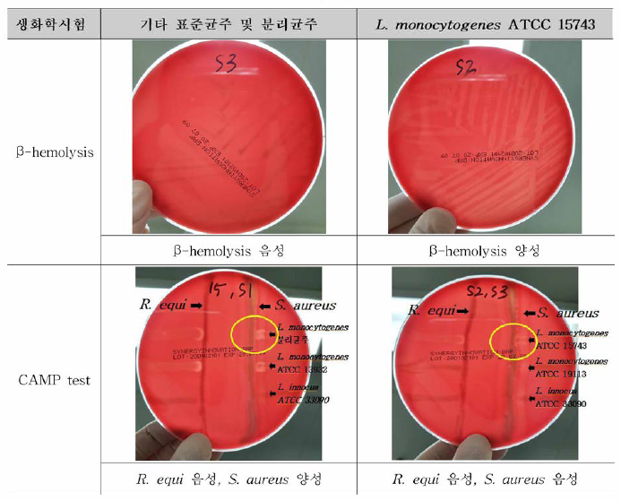 식품공전 생화학적 확인시험 P-hemolysis，CAMP test 결과