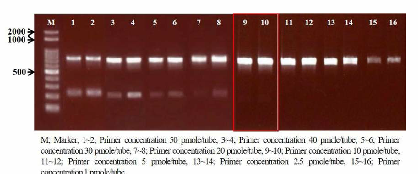 리스테리아 모노사이토제네스 표준균주 2주에 대한 프라이머 농도에 따른 Conventional PCR 시험 결과
