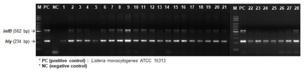 L. monocytogenes의 hly 유전자 확인 결과
