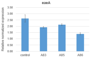 EPEC의 eaeA 유전자 발현량 결과
