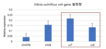 qRT-PCR 기반 V. vulnificus 유해인자 발현량 확인