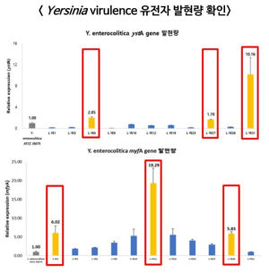 qRT-PCR 기반 Y. enterocolitica 에서 유해인자 발현량 확인