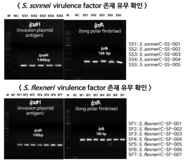 PCR 기반 S. sonnei, S. flexneri 에서 유해인자 존재 유무 확인