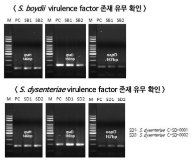 PCR 기반 S. boydii, S. dysenteriae 에서 유해인자 존재 유무 확인