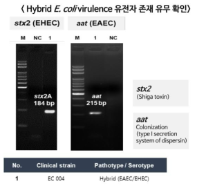 PCR 기반 Hybrid E. coli 에서 유해인자 존재 유무 확인