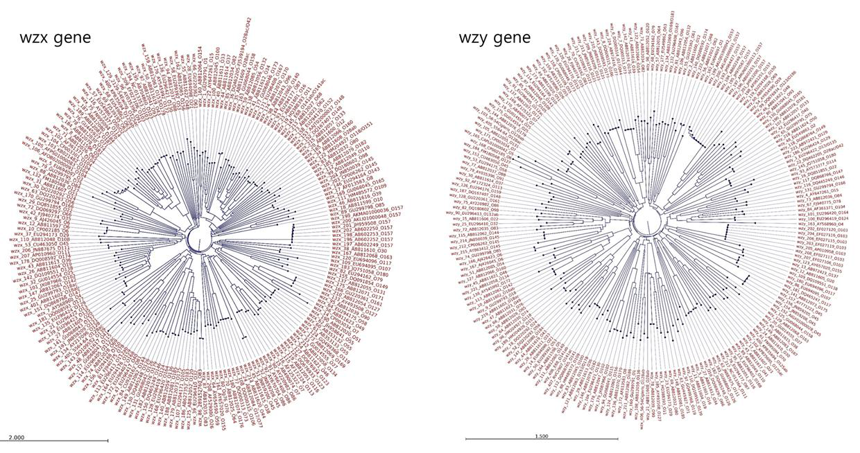 E. coli serotype별 wzx gene/wzy gene의 phylogenetic tree 결과