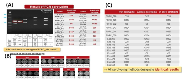 PCR 기반 E. coli 혈청형 분석 정확도 비교 (A): 혈청형을 모르는 E. coli의 PCR 기반 혈청형 예측 결과, (B): Anti-sera기반 E. coli의 혈청형 분석 결과, (C)In silico 기반E. coli 혈청형 결과 및 세 가지 혈청형 방법 결과 비교