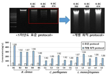 개별 최적 protocol을 적용한 난분리성 균주의 gDNA농도 및 순도