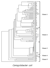 JSpecies taxonomic thresholds를 통해 분류된 106종 C. coli의 계통수 기반 Average Nucleotide Identity (ANI) tree확인 결과