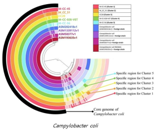 국내 C. coli 균주와 국외 C. coli균주의 Pangenome 분석 결과