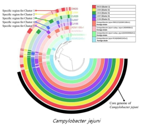 국내 C. jejuni 균주와 국외 C. jejuni 균주의 Pangenome 분석 결과