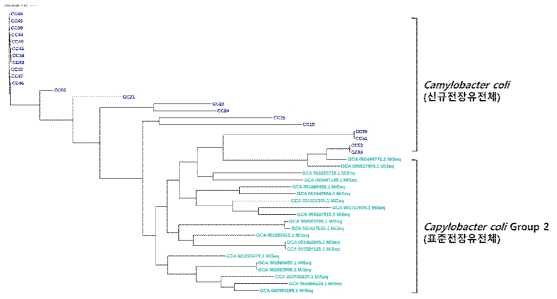 Group 2 에 해당하는 Campylobacter coli 전장유전체의 단일염기다형성 분석 결과
