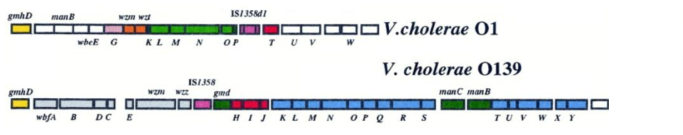 Vbrio cholerae O1의 wbe gene cluster와 O139의 wbf gene cluster