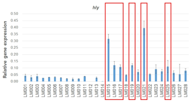 L. monocytogenes의 hly 유전자 발현량 결과