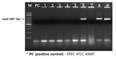 EPEC의 eaeA 유전자 확인 결과
