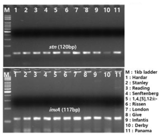 PCR 기반 Salmonella spp.에서 유해인자 존재 유무 확인