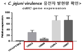 qRT-PCR 기반 C. jejuni에서 유해인자 발현량 확인