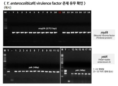 PCR 기반 Y. enterocolitica 에서 유해인자 존재 유무 확인