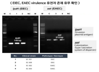 PCR 기반 EIEC, EAEC 에서 유해인자 존재 유무 확인