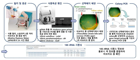 어패류 샘플로부터 비브리오 균주 분리 과정 예시