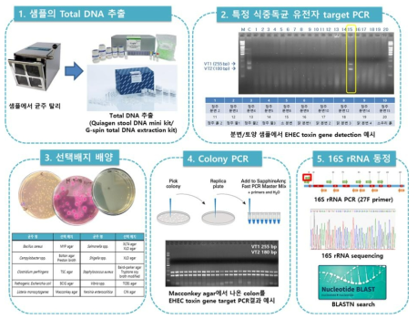 샘플로부터 식중독균 분리과정 모식도