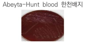 Abeyta-Hunt blood 배지에서의 Campylobacter jejuni/coli의 군락